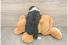 Best Mini Aussiedoodle Baby