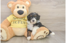 Best Mini Aussiedoodle Baby