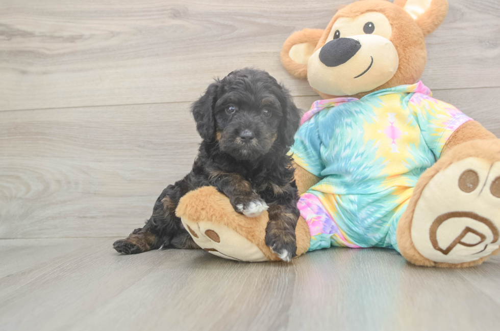 5 week old Mini Aussiedoodle Puppy For Sale - Premier Pups