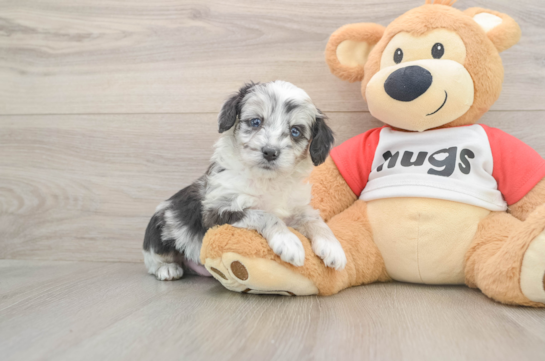 Energetic Aussie Poo Poodle Mix Puppy