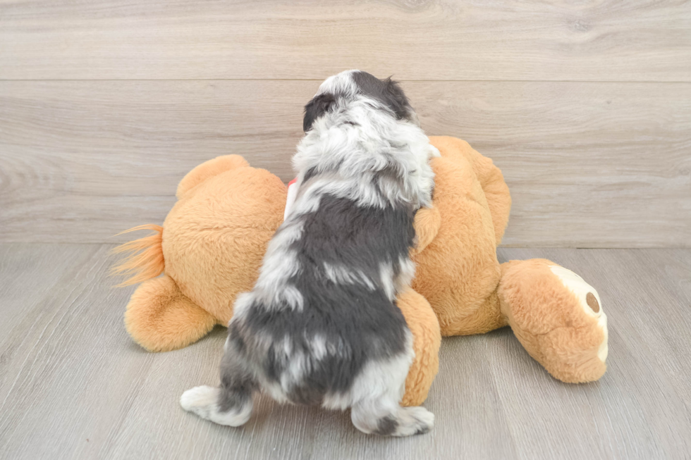 Mini Aussiedoodle Puppy for Adoption