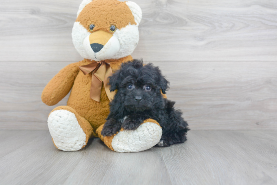 Smart Mini Aussiedoodle Poodle Mix Pup