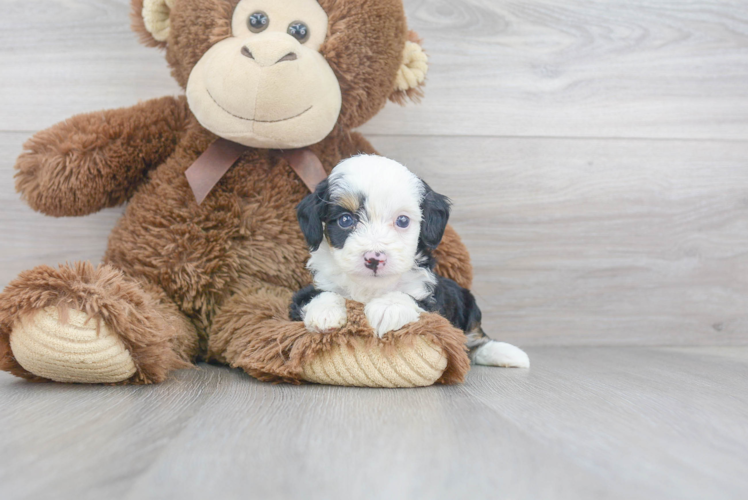 Sweet Mini Aussiedoodle Baby