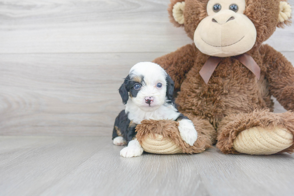 Adorable Aussiepoo Poodle Mix Puppy