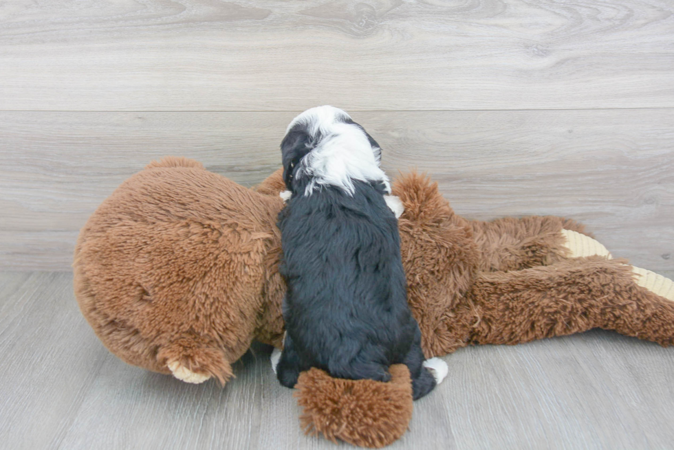 Fluffy Mini Aussiedoodle Poodle Mix Pup