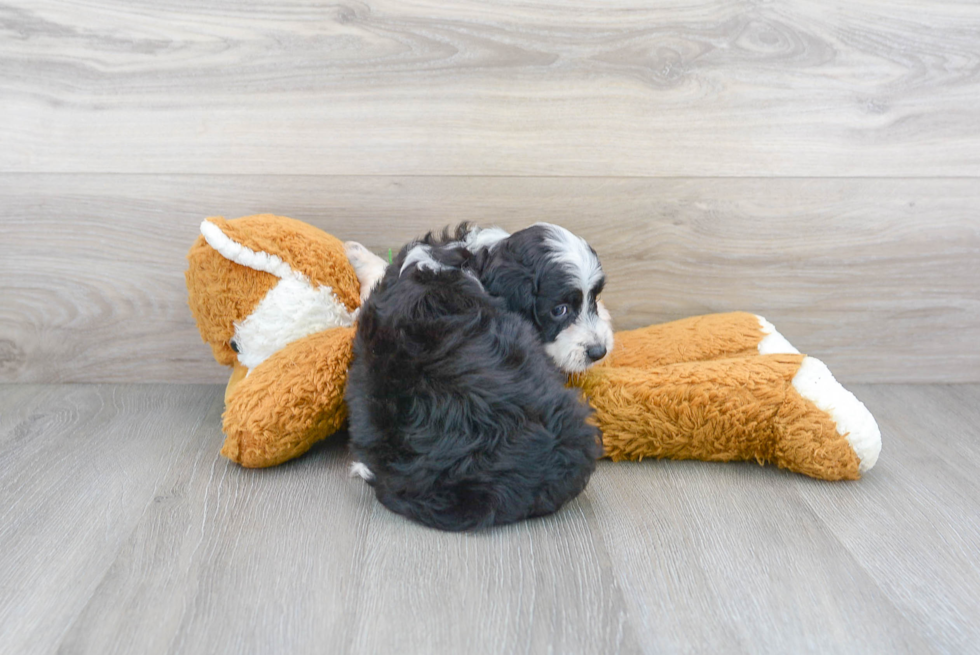 Popular Mini Aussiedoodle Poodle Mix Pup