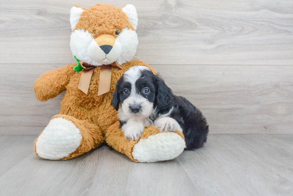 Best Mini Aussiedoodle Baby