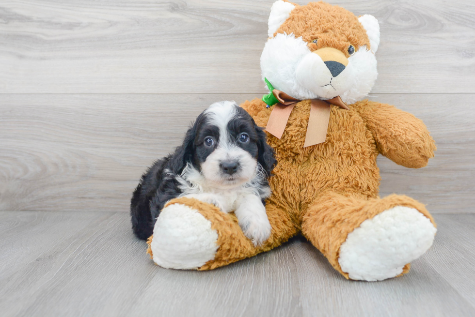 Mini Aussiedoodle Pup Being Cute