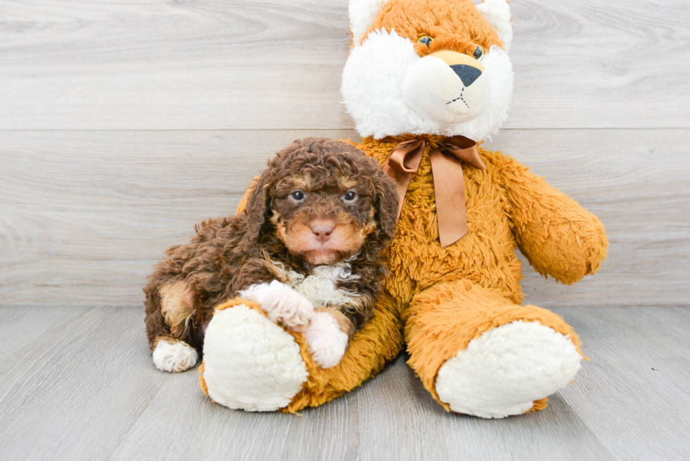 Happy Mini Aussiedoodle Baby