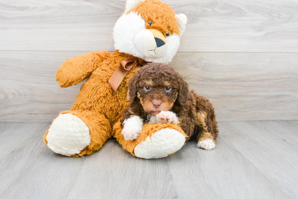 Mini Aussiedoodle Puppy for Adoption