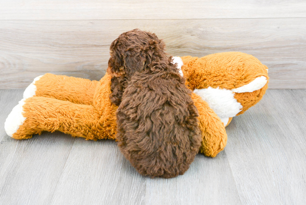 Little Aussiepoo Poodle Mix Puppy