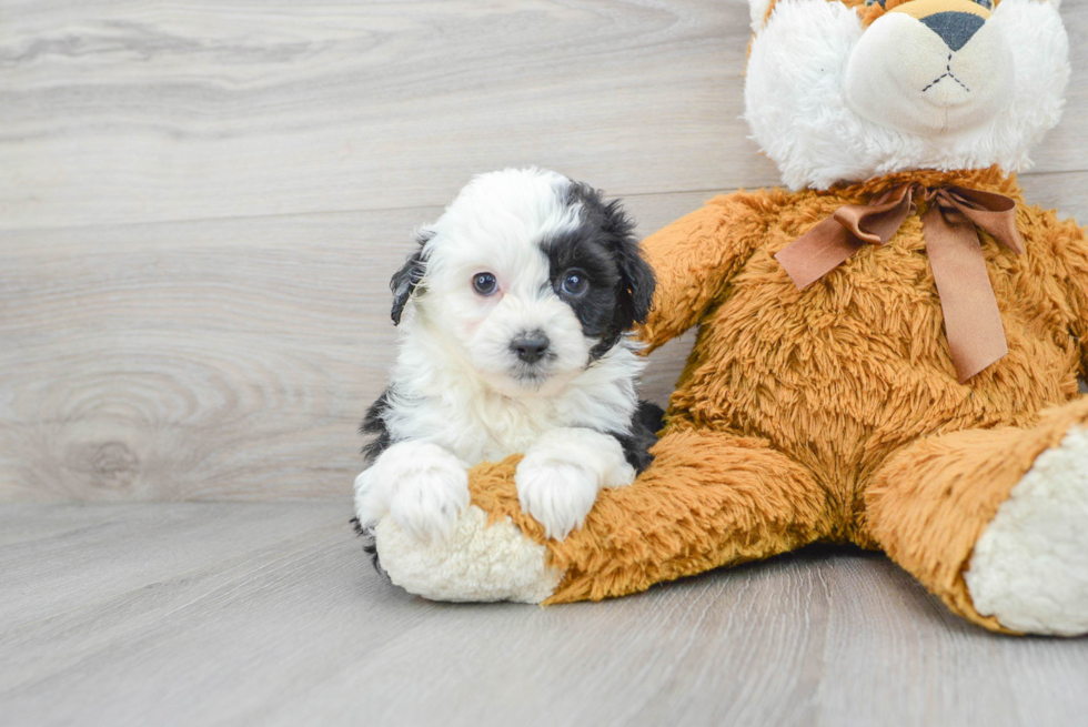 Mini Aussiedoodle Pup Being Cute