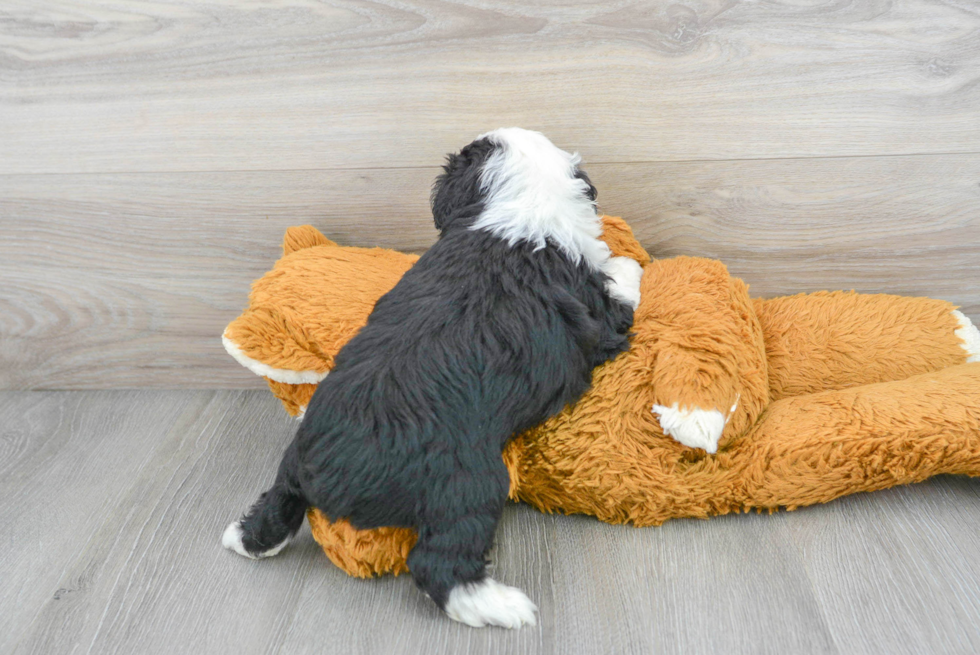 Mini Aussiedoodle Puppy for Adoption