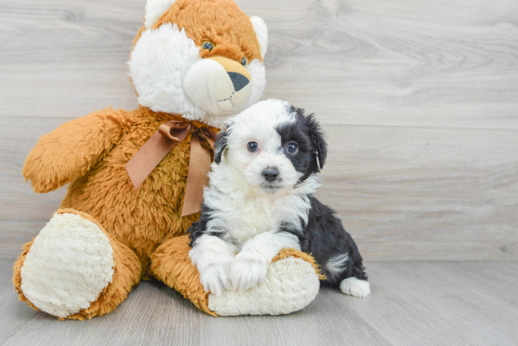 Smart Mini Aussiedoodle Poodle Mix Pup