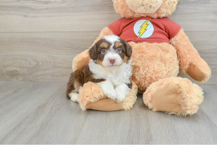 Adorable Mini Australian Shepherd X Poodle Mix Poodle Mix Puppy