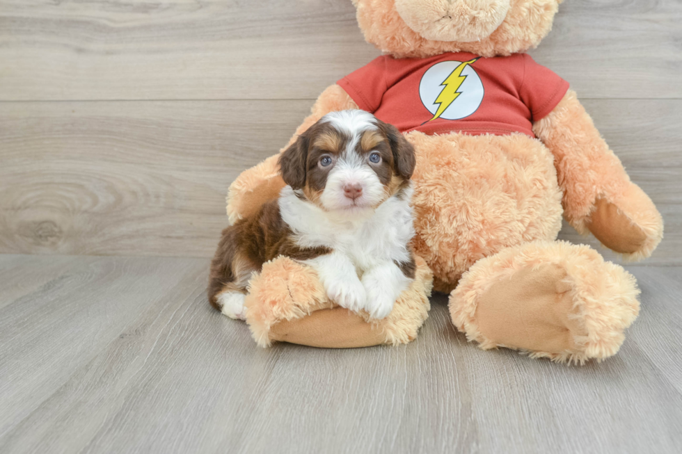Adorable Mini Australian Shepherd X Poodle Mix Poodle Mix Puppy