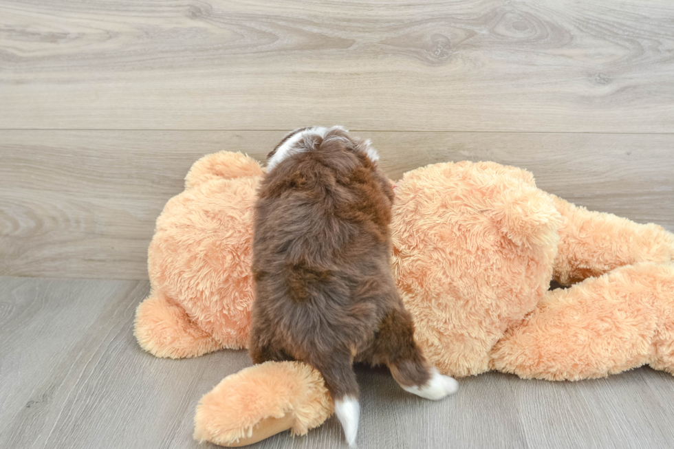 Mini Aussiedoodle Pup Being Cute