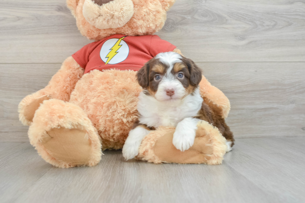 Petite Mini Aussiedoodle Poodle Mix Pup