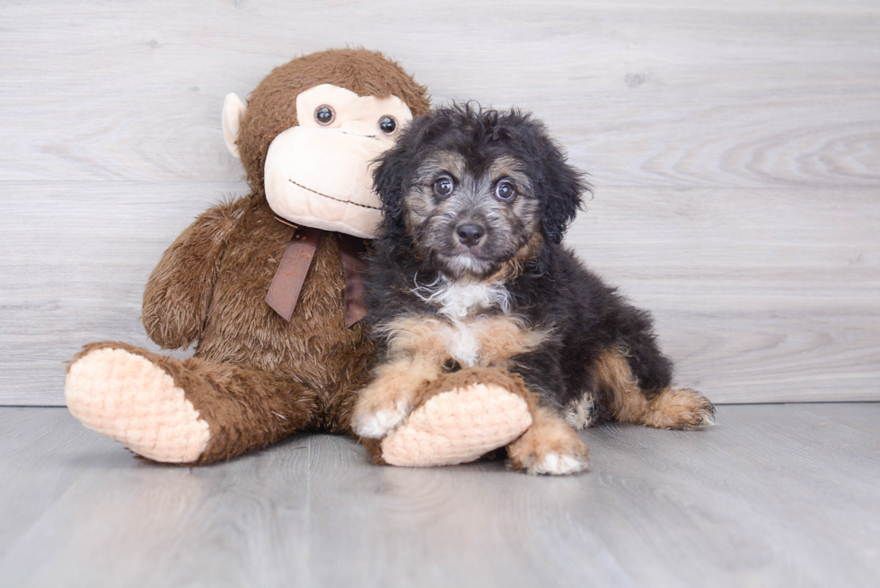 Mini Aussiedoodle Puppy for Adoption