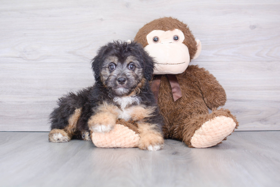 Petite Mini Aussiedoodle Poodle Mix Pup