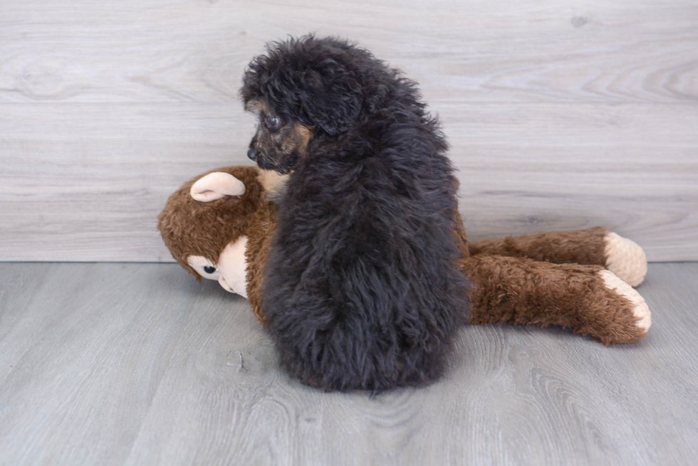 Best Mini Aussiedoodle Baby