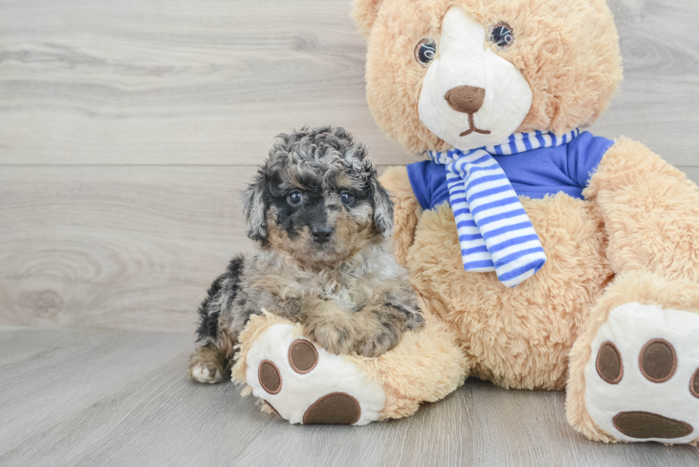 Mini Aussiedoodle Pup Being Cute