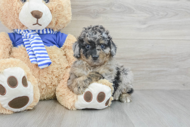 Smart Mini Aussiedoodle Poodle Mix Pup