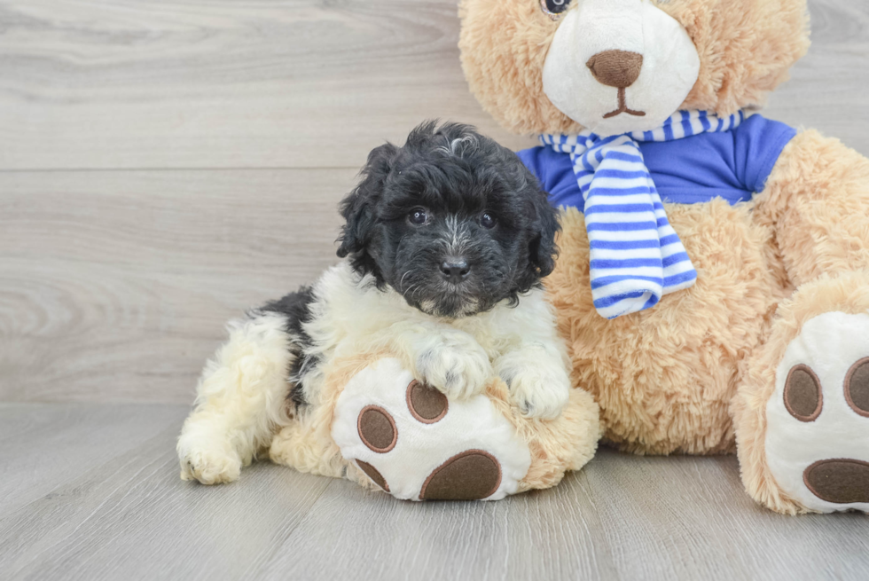 Mini Aussiedoodle Puppy for Adoption