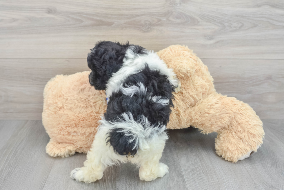 Mini Aussiedoodle Pup Being Cute