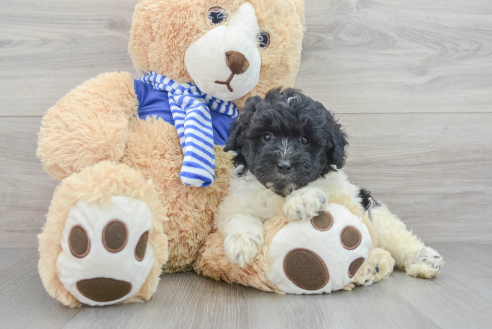 Popular Mini Aussiedoodle Poodle Mix Pup