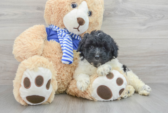 Popular Mini Aussiedoodle Poodle Mix Pup