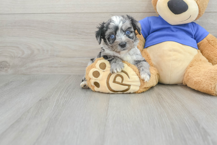 Mini Aussiedoodle Puppy for Adoption