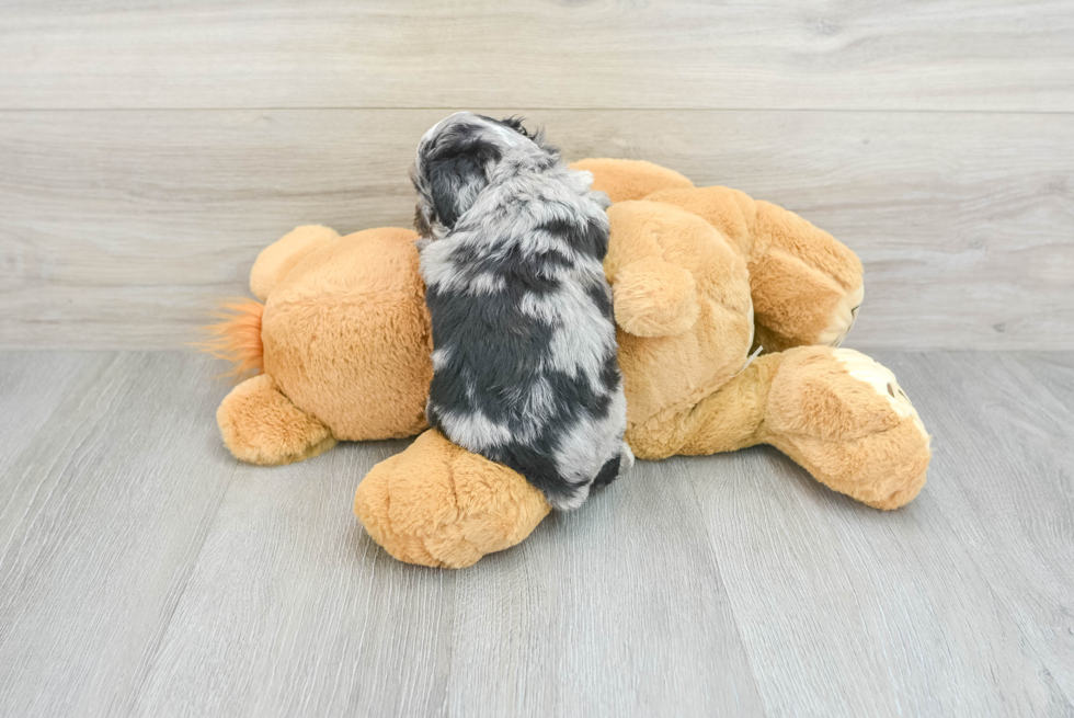 Mini Aussiedoodle Puppy for Adoption