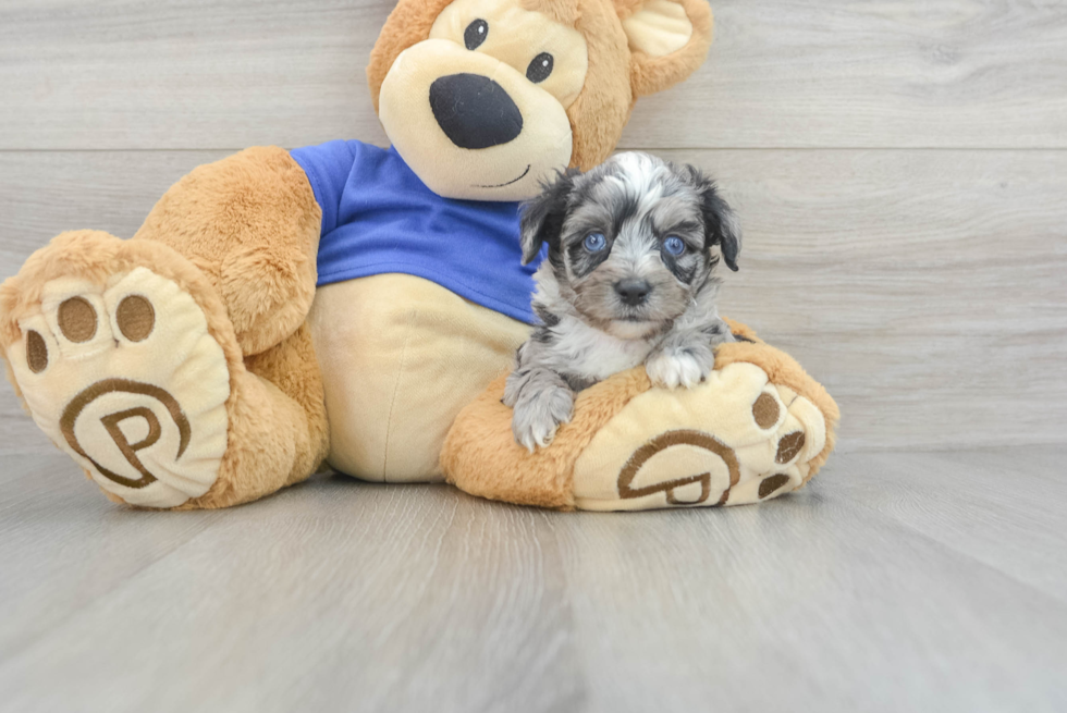 Mini Aussiedoodle Pup Being Cute