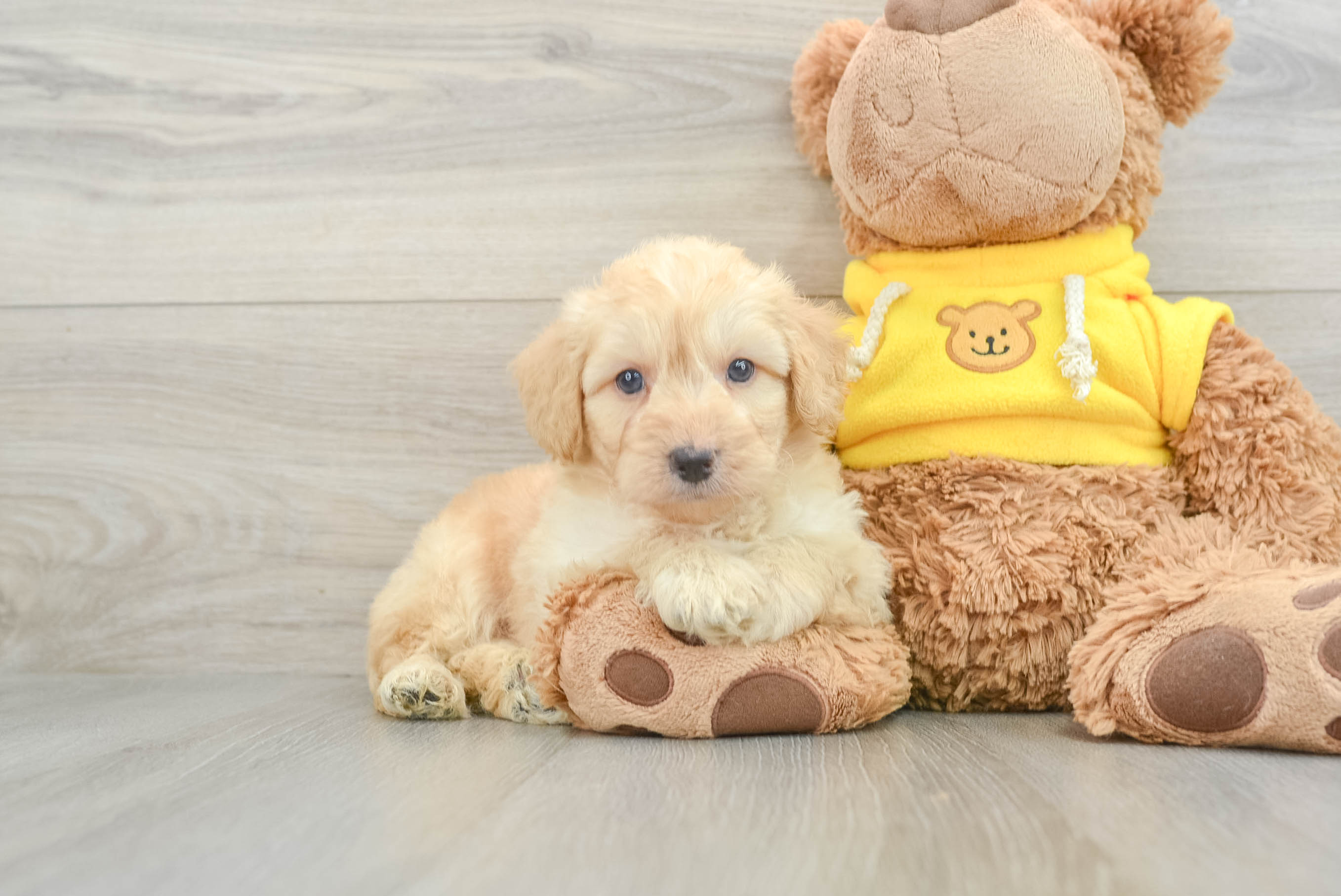 Mini Aussiedoodle Puppy for Adoption