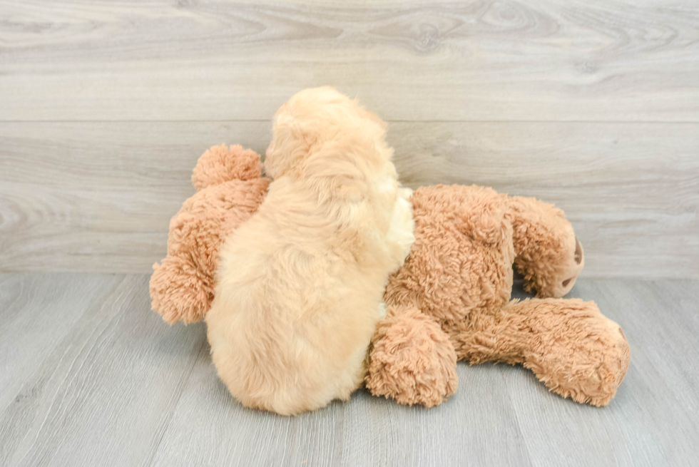 Fluffy Mini Aussiedoodle Poodle Mix Pup