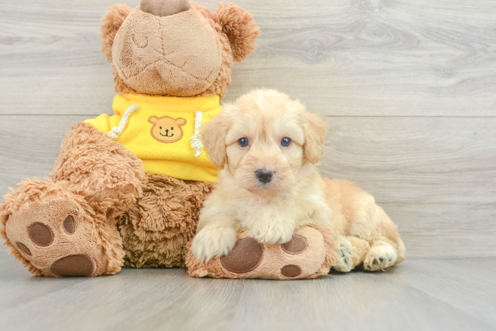 Friendly Mini Aussiedoodle Baby