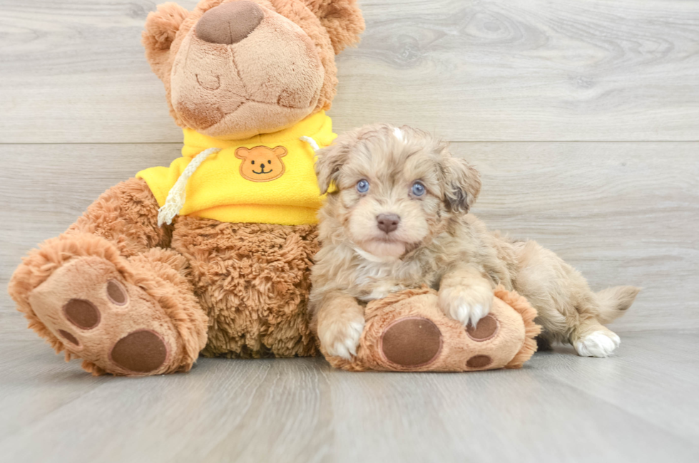 6 week old Mini Aussiedoodle Puppy For Sale - Premier Pups