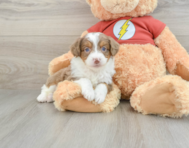 7 week old Mini Aussiedoodle Puppy For Sale - Premier Pups