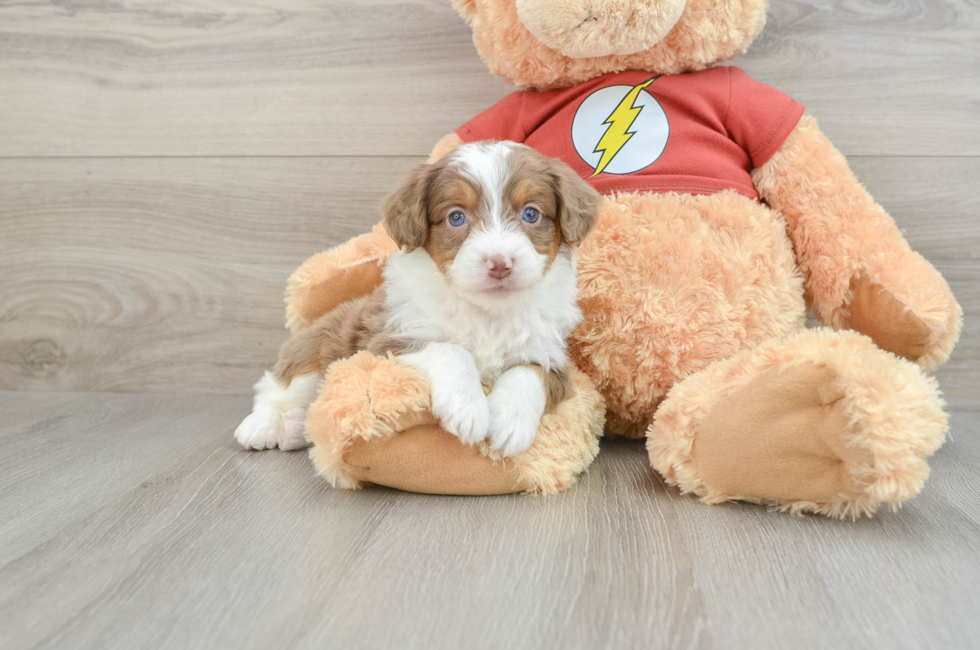 7 week old Mini Aussiedoodle Puppy For Sale - Premier Pups