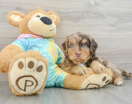 8 week old Mini Aussiedoodle Puppy For Sale - Premier Pups