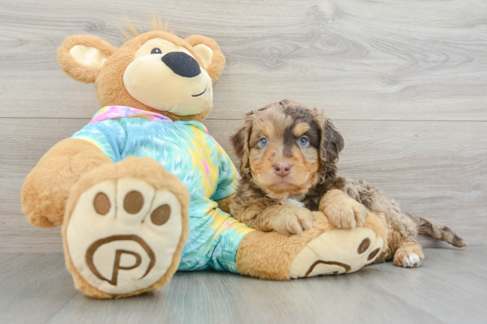 Mini Aussiedoodle Pup Being Cute