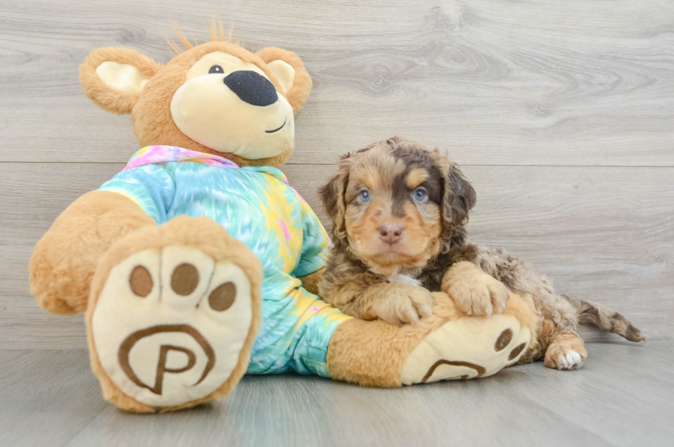 5 week old Mini Aussiedoodle Puppy For Sale - Premier Pups