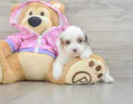 7 week old Mini Aussiedoodle Puppy For Sale - Premier Pups
