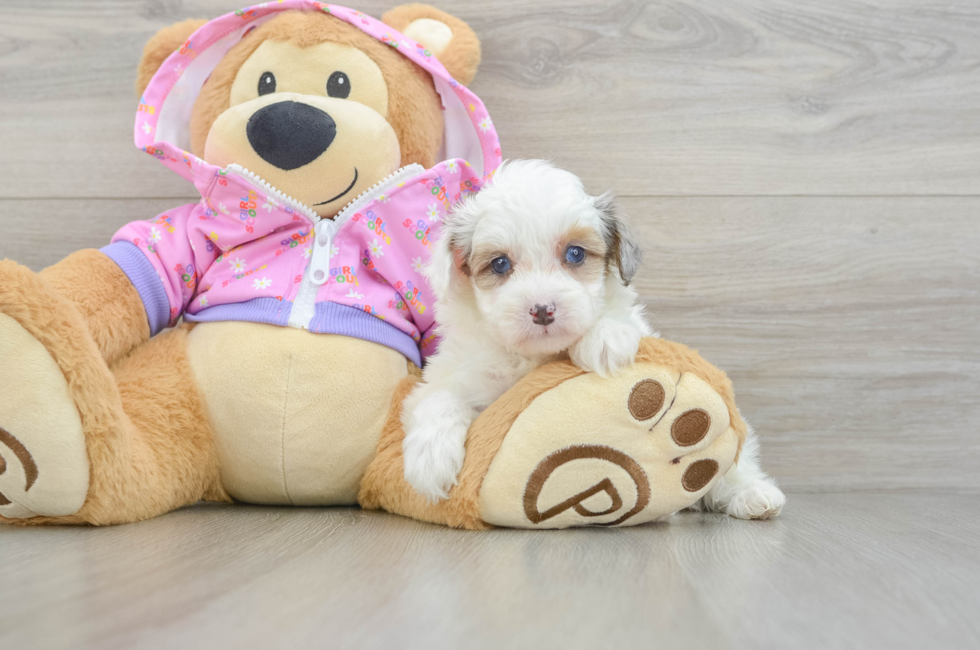 5 week old Mini Aussiedoodle Puppy For Sale - Premier Pups