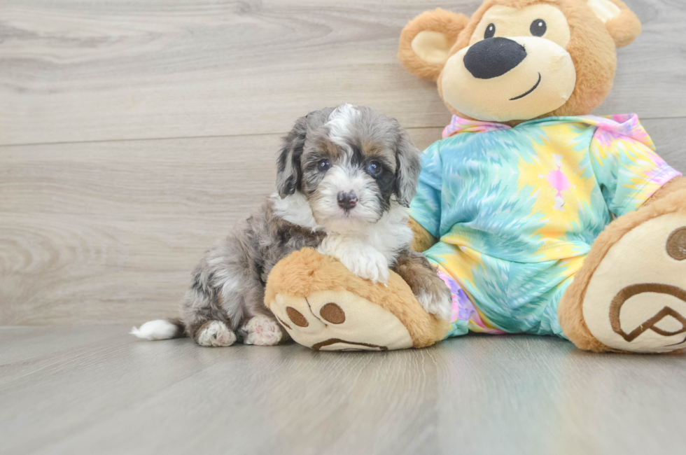 5 week old Mini Aussiedoodle Puppy For Sale - Premier Pups