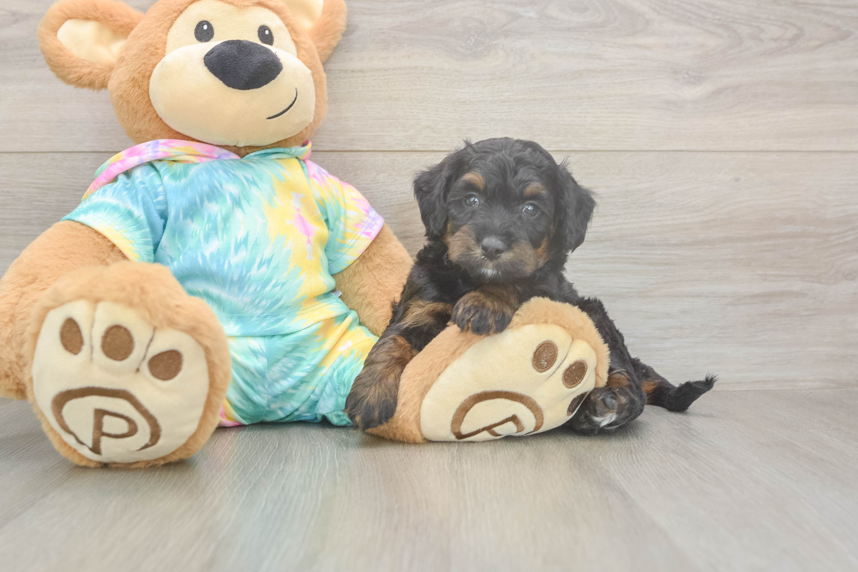 Friendly Mini Aussiedoodle Baby