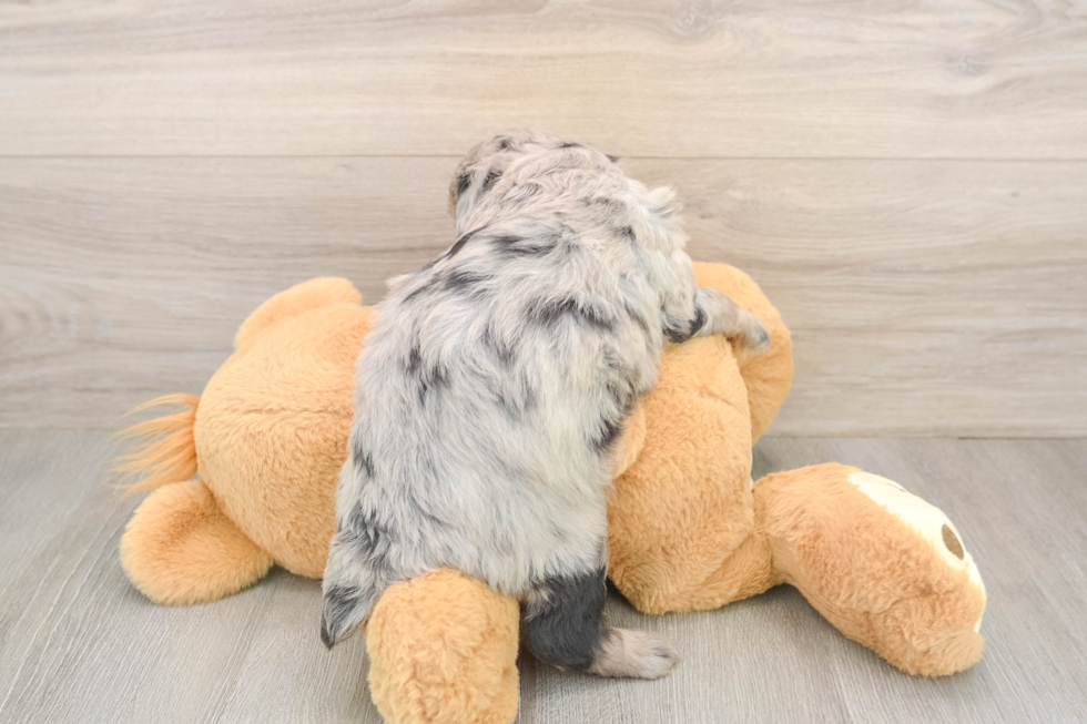 Cute Mini Aussiedoodle Baby