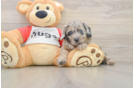 Cute Mini Aussiedoodle Baby
