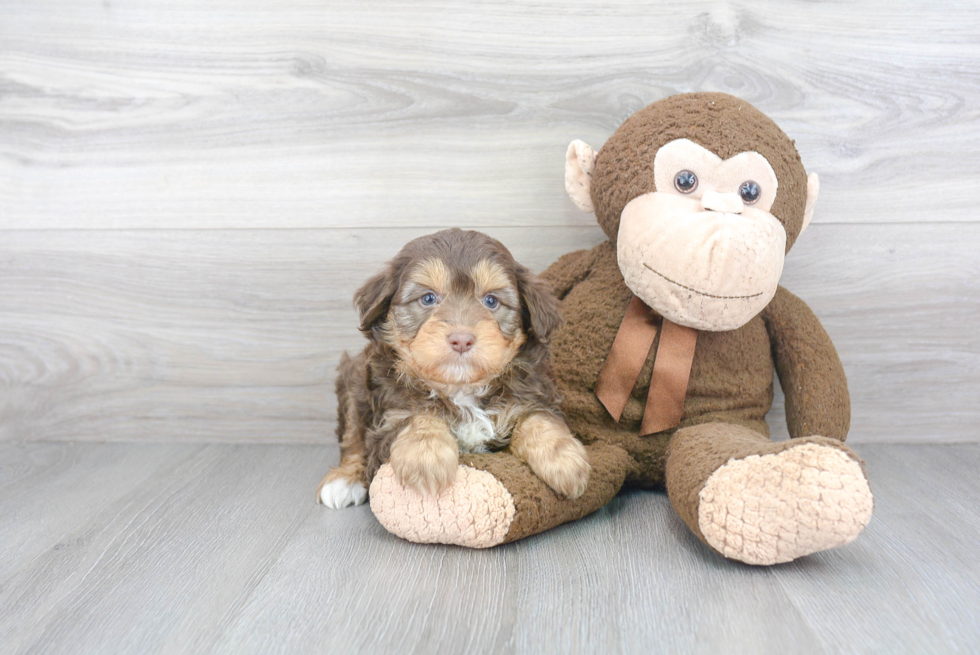 Best Mini Aussiedoodle Baby